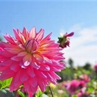 higashiy1759